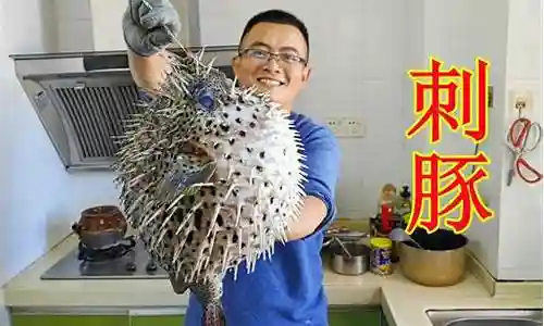 刺豚pk阵容搭配插图