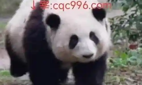 魔幻传奇阵容搭配推荐平民插图