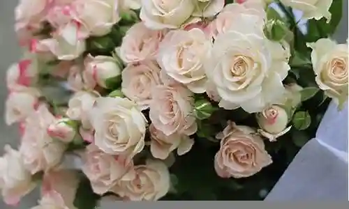梦幻芭比玫瑰怎么搭配阵容插图