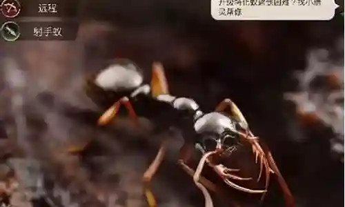 小小蚁国熊猫阵容搭配插图