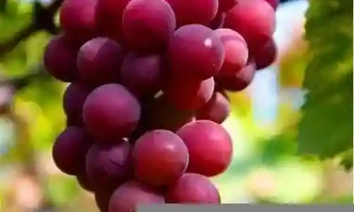 葡萄的最佳阵容搭配插图