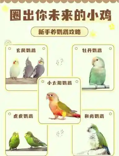 鹦鹉阵容搭配插图1