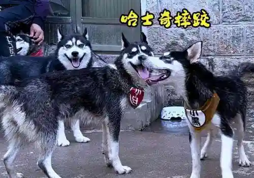 阵容二哈插图