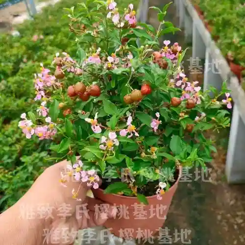 珍珠樱花阵容插图