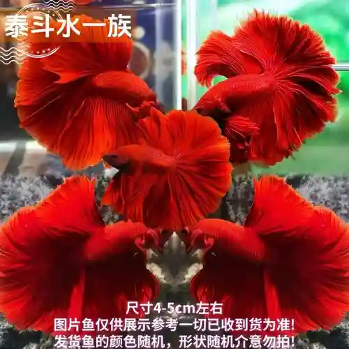 大蓝尾巴阵容插图1