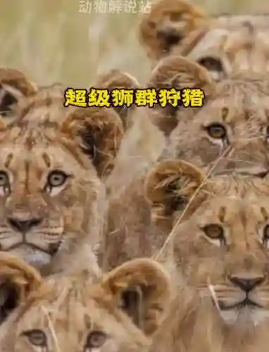 狮子阵容视频_2插图