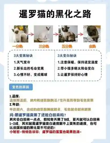 黑与白宠物攻略插图