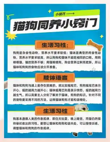 黑与白宠物攻略插图1