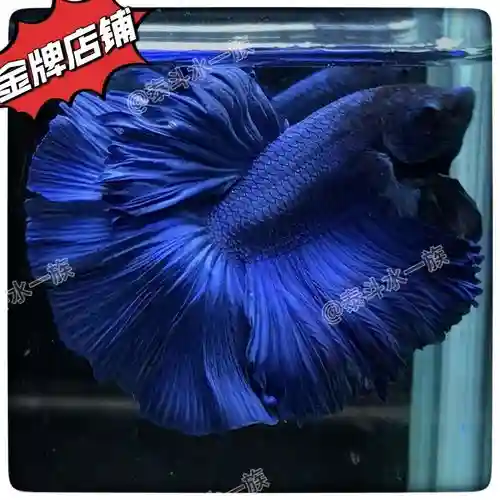 大蓝尾巴阵容插图