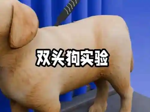 双头犬宝宝技能插图1