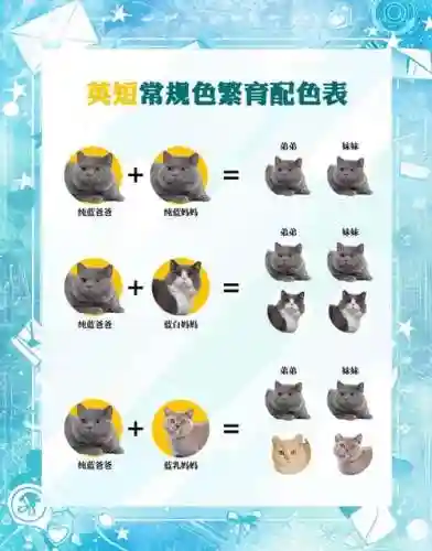 猫猫搭配阵容插图1