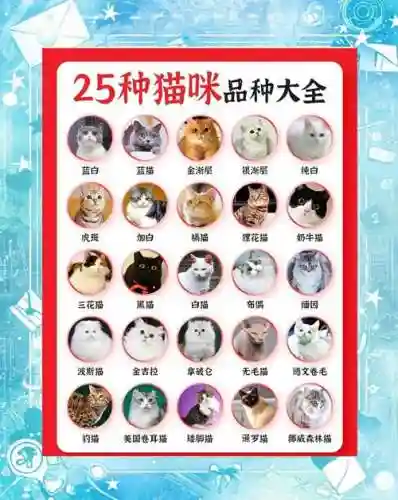 猫猫搭配阵容插图