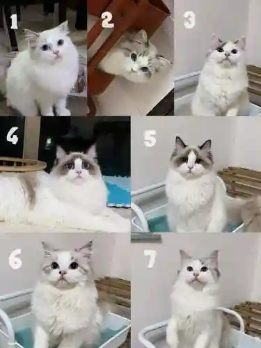 布偶好友阵容插图