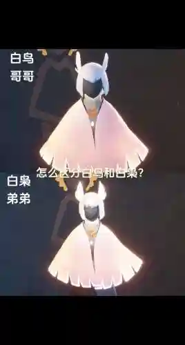 白鸟最新搭配阵容插图