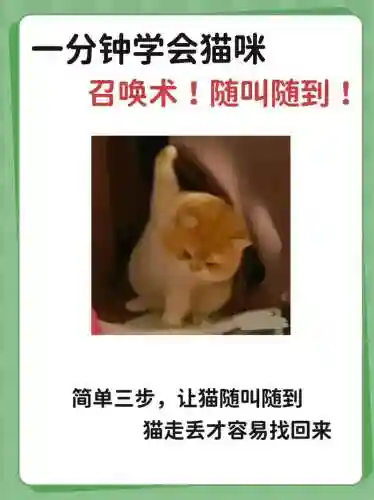 回复猫带什么技能插图