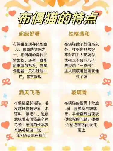 诺亚幻想布偶猫攻略_1插图