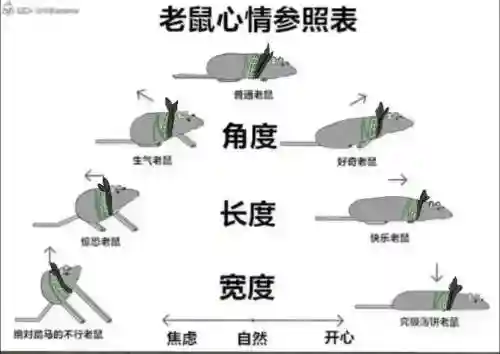 探探鼠技能搭配，探探鼠性格推荐插图