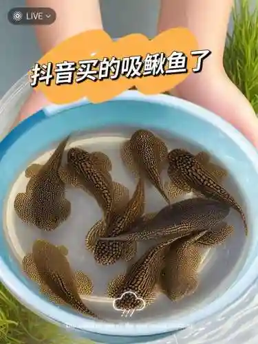 清道夫技能，清道夫有攻击力吗插图1