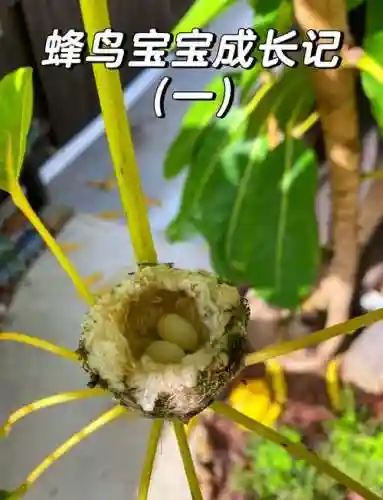 蜂鸟攻略，蜂鸟在哪插图