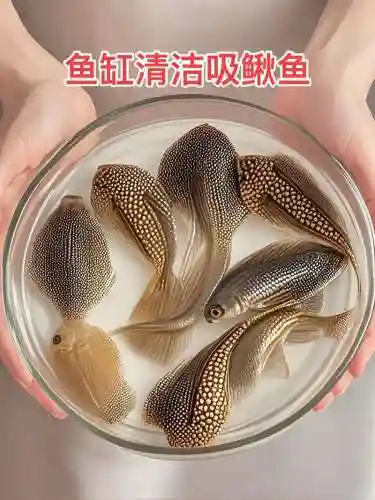 清道夫技能，清道夫有攻击力吗插图