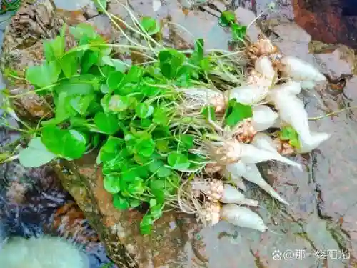 100关水晶萝卜攻略视频，我想看水晶萝卜插图1