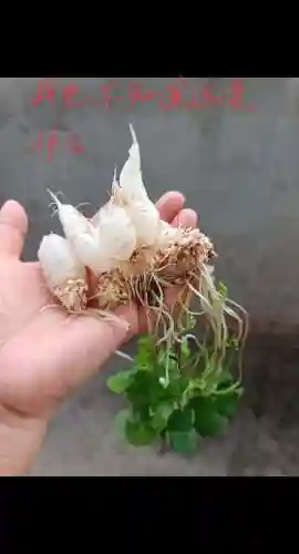 100关水晶萝卜攻略视频，我想看水晶萝卜插图